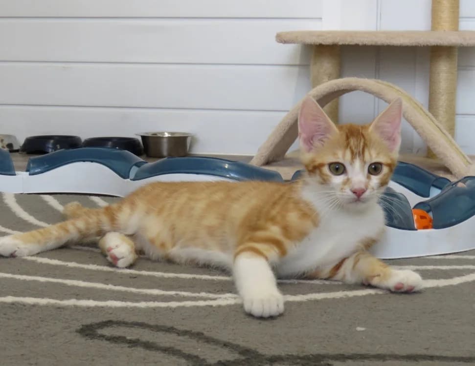 AZRAEL, male mixed breed for adoption at SPA Chilleurs-aux-Bois, Chilleurs