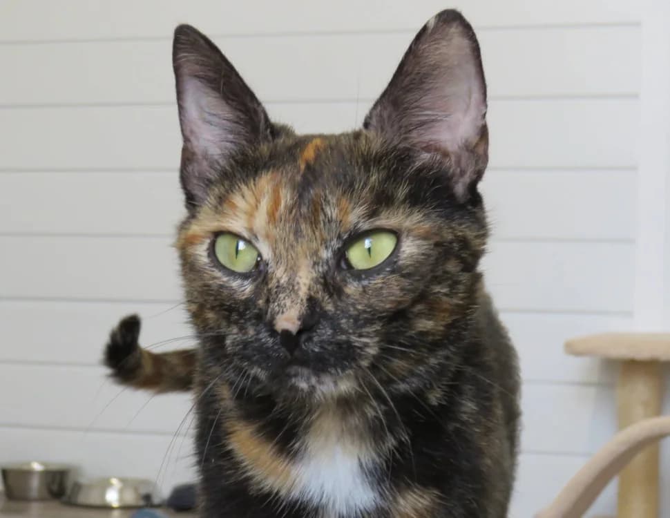 MELIA, female 3yo Mixed Breed for adoption at SPA Chilleurs-aux-Bois, Chilleurs
