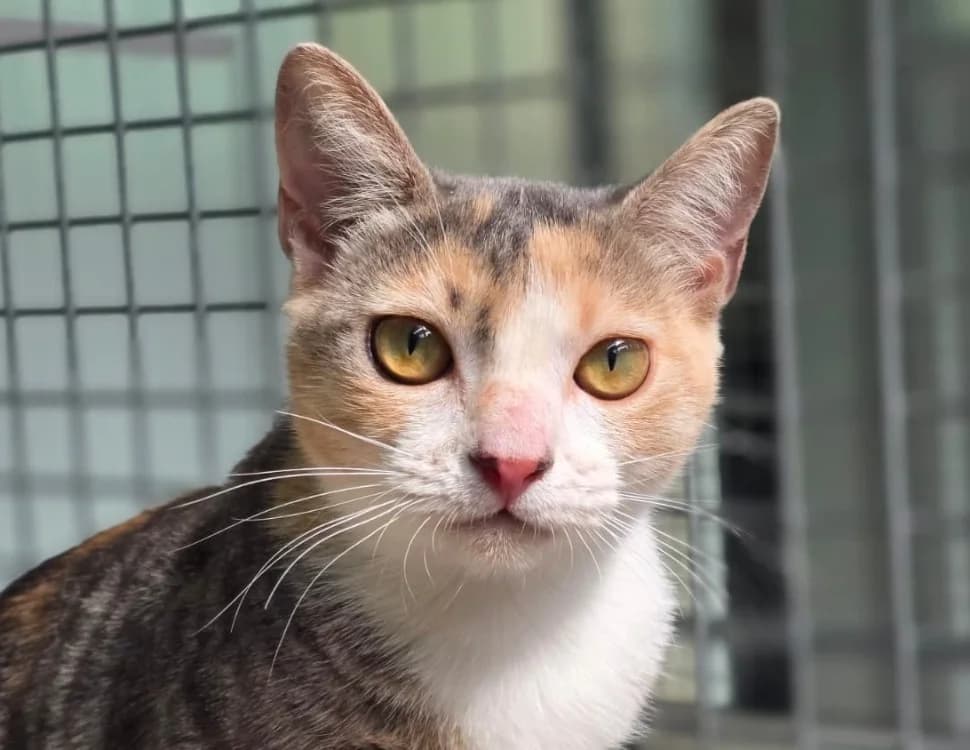 AMBRE, female mixed breed for adoption at SPA Chilleurs-aux-Bois, Chilleurs
