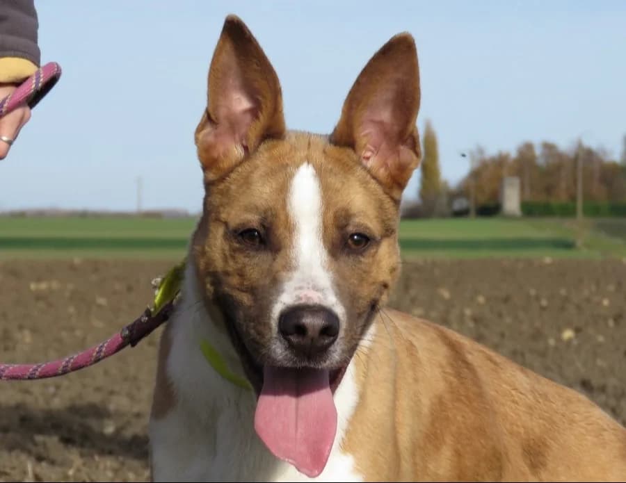 SPEEDY, male 3yo Mixed Breed for adoption at SPA Chilleurs-aux-Bois, Chilleurs