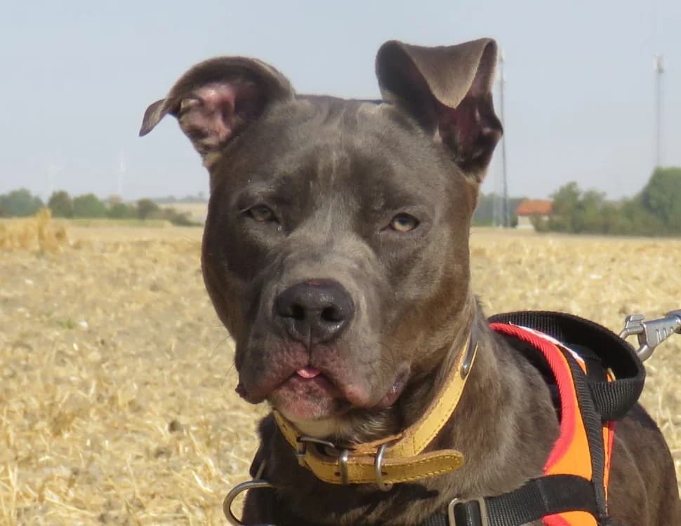 VALENTIN, male Mixed Breed for adoption at SPA Chilleurs-aux-Bois, Chilleurs