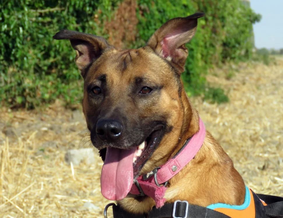 MIRIO, male 3yo Mixed Breed for adoption at SPA Chilleurs-aux-Bois, Chilleurs