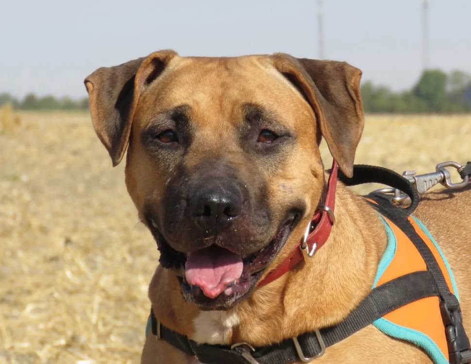 TAMAGOSHIE, female 4yo mixed breed for adoption at SPA Chilleurs-aux-Bois, Chilleurs