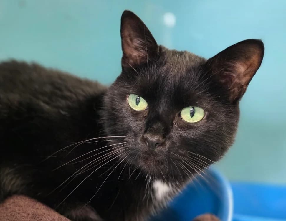 TOTORO, male 4yo mixed breed for adoption at SPA Chilleurs-aux-Bois, Chilleurs