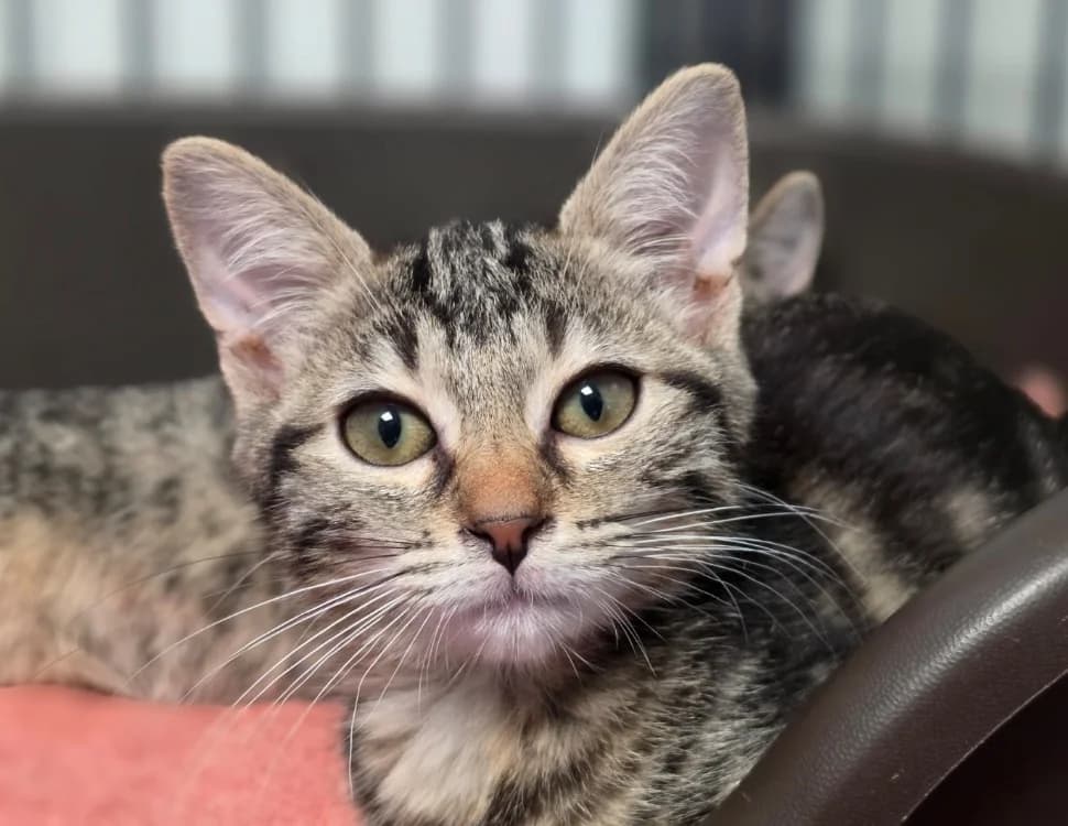 LOULOUTTE, female Mixed Breed for adoption at SPA Chilleurs-aux-Bois, Chilleurs