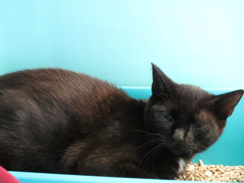TAMMY, female young mixed breed for adoption at SPA Chilleurs-aux-Bois, Chilleurs