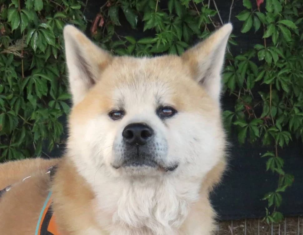 KAIDO, male senior Akita for adoption at SPA Chilleurs-aux-Bois, Chilleurs