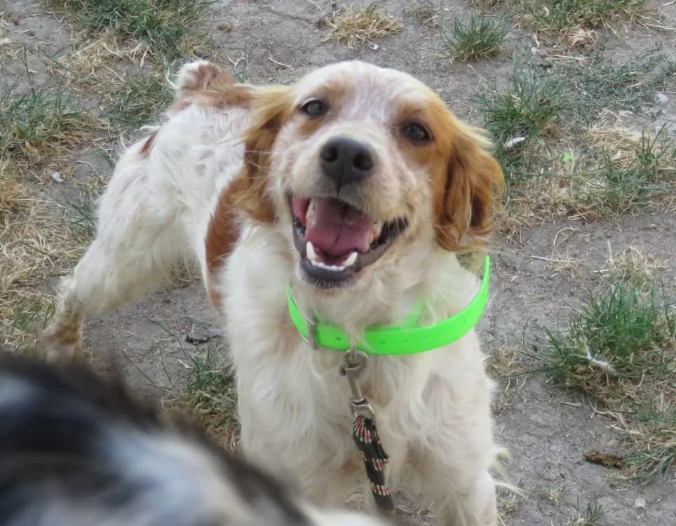 REEF, male senior Brittany Spaniel for adoption at SPA Chilleurs-aux-Bois, Chilleurs