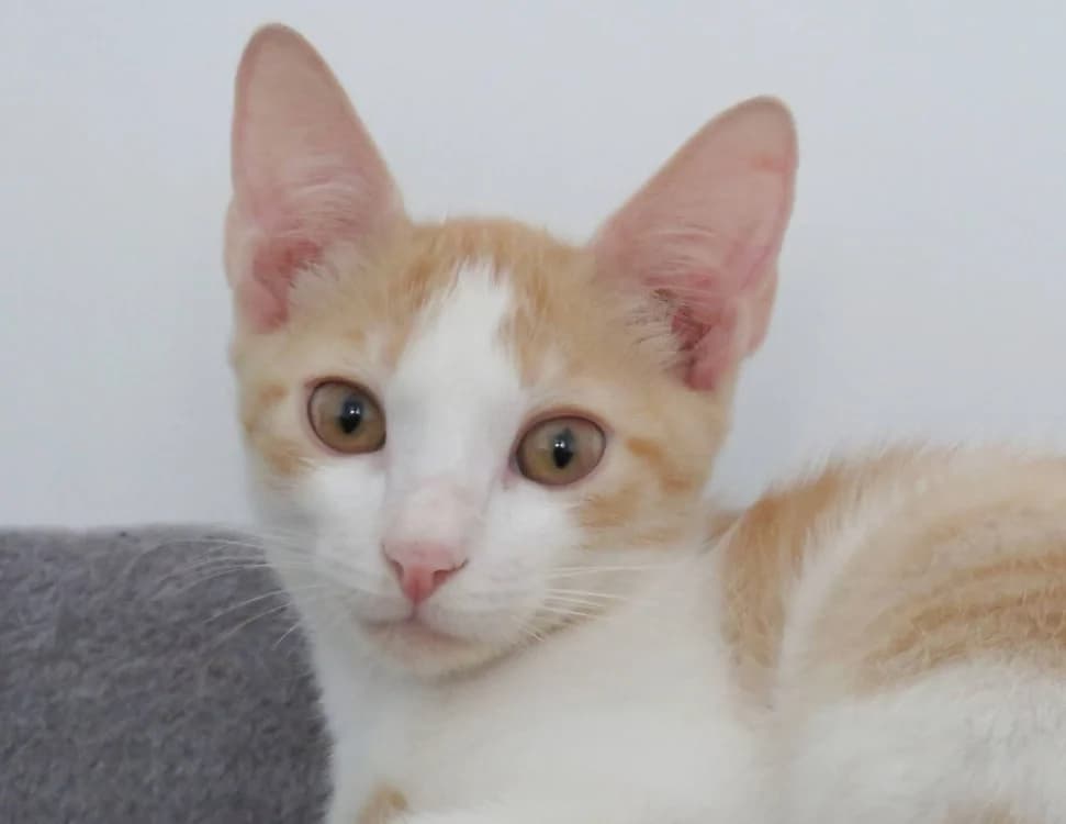 SANDRO, male Mixed Breed for adoption at SPA Chilleurs-aux-Bois, Chilleurs