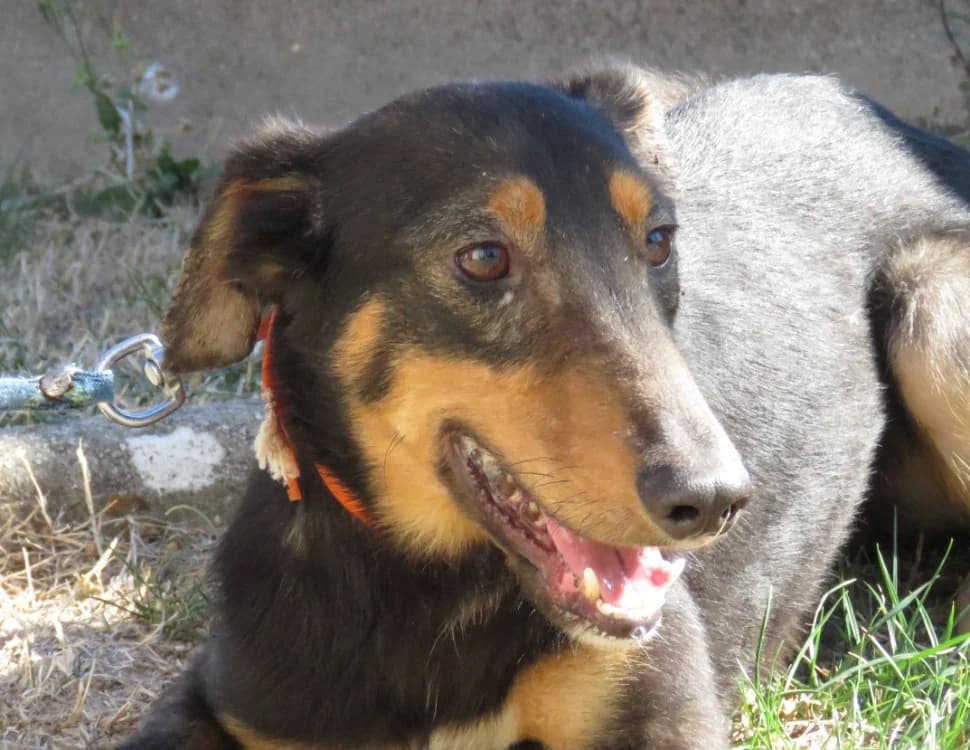 POWELL, male 7yo mixed breed for adoption at SPA Chilleurs-aux-Bois, Chilleurs