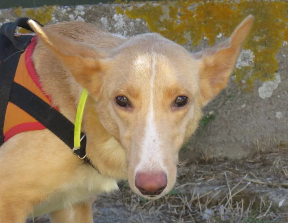 LIMA, female 4yo mixed breed for adoption at SPA Chilleurs-aux-Bois, Chilleurs