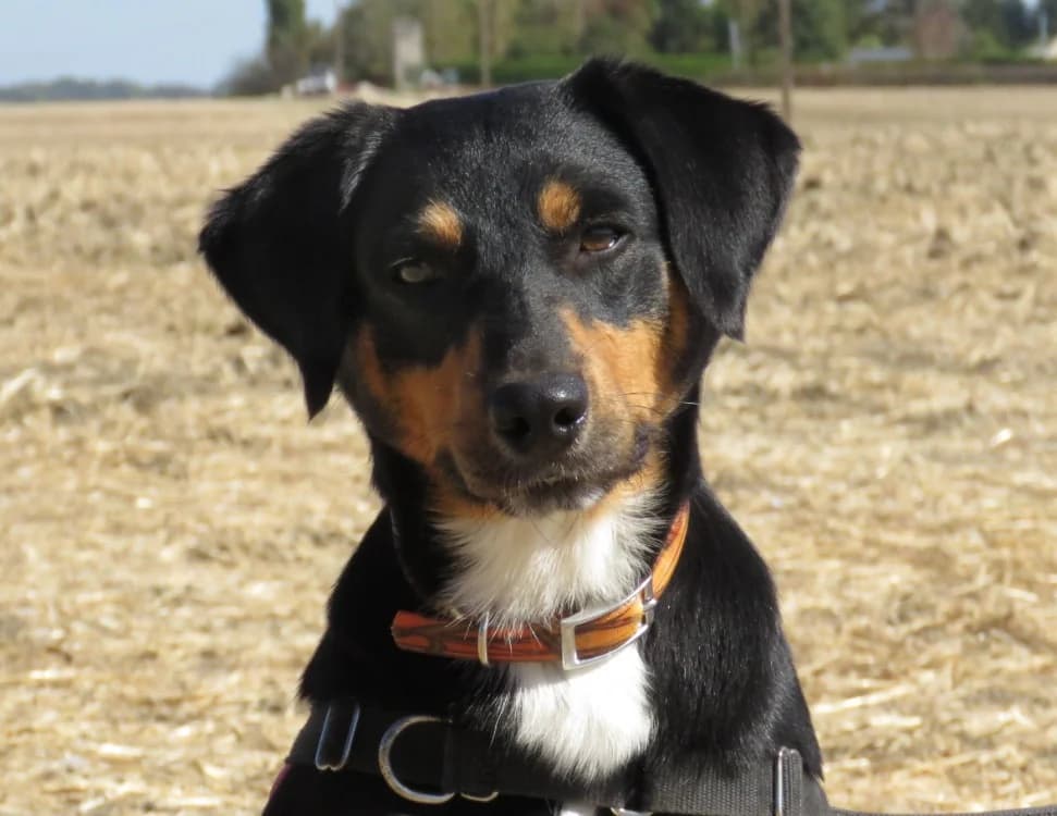 OASIS, male young mixed breed for adoption at SPA Chilleurs-aux-Bois, Chilleurs