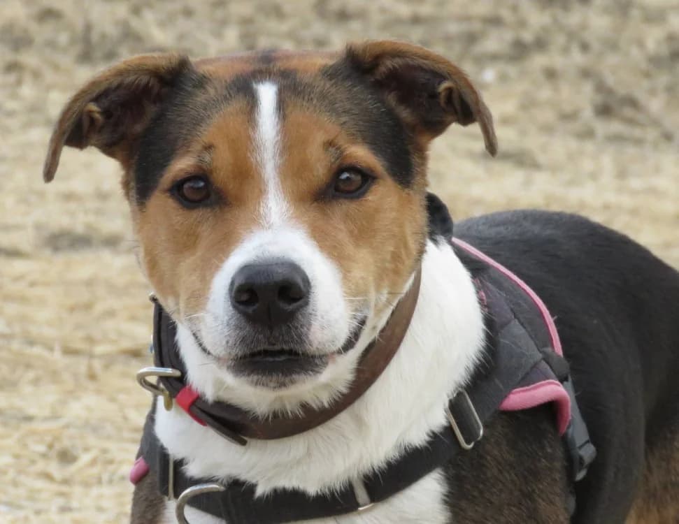 OBI ONE, male senior Beagle for adoption at SPA Chilleurs-aux-Bois, Chilleurs
