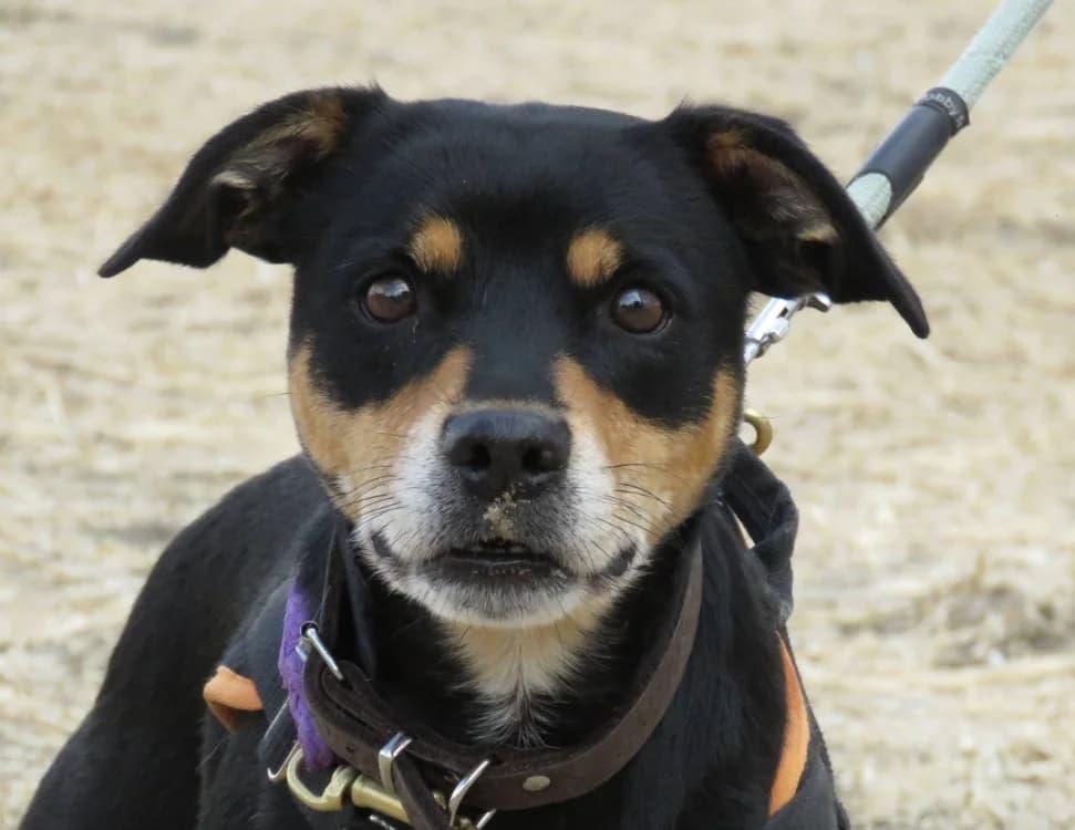 OLGA, female senior Beagle for adoption at SPA Chilleurs-aux-Bois, Chilleurs