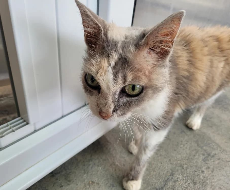 SITHYS, female senior Mixed Breed for adoption at SPA Chilleurs-aux-Bois, Chilleurs