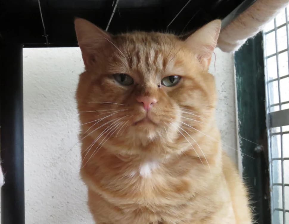 GATSBY, male 4yo Mixed Breed for adoption at SPA Chilleurs-aux-Bois, Chilleurs