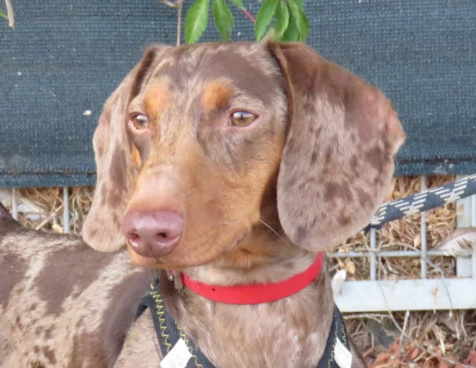 ALBERT, male young Dachshund for adoption at SPA Chilleurs-aux-Bois, Chilleurs