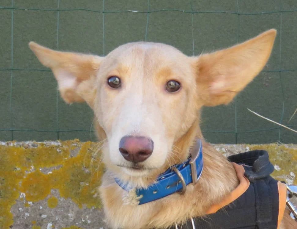 CHINOOK, male young mixed breed for adoption at SPA Chilleurs-aux-Bois, Chilleurs