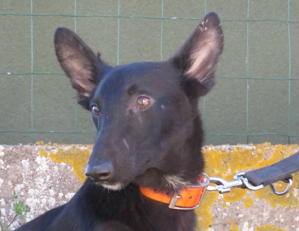 SHERIDAN, male young mixed breed for adoption at SPA Chilleurs-aux-Bois, Chilleurs