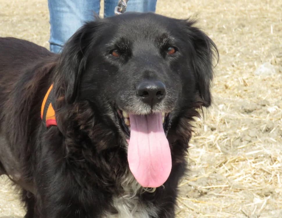 BORA, female 6yo Mixed Breed for adoption at SPA Chilleurs-aux-Bois, Chilleurs