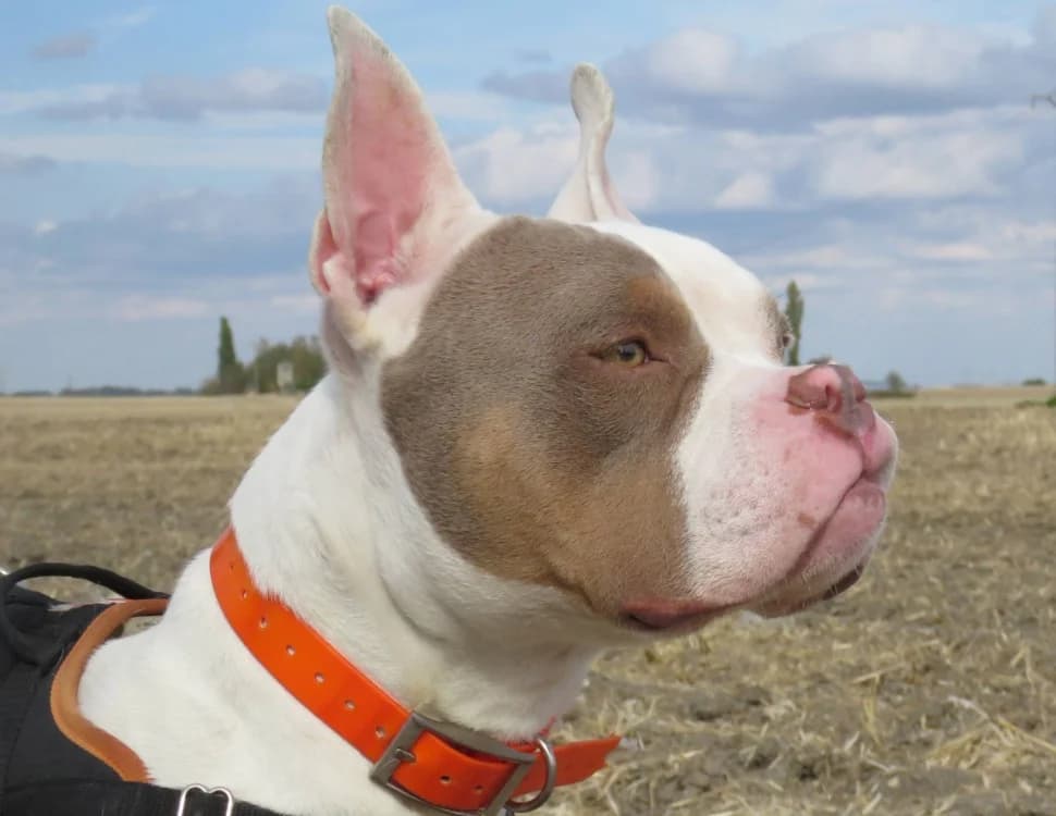 PABLO, male 3yo Mixed Breed for adoption at SPA Chilleurs-aux-Bois, Chilleurs