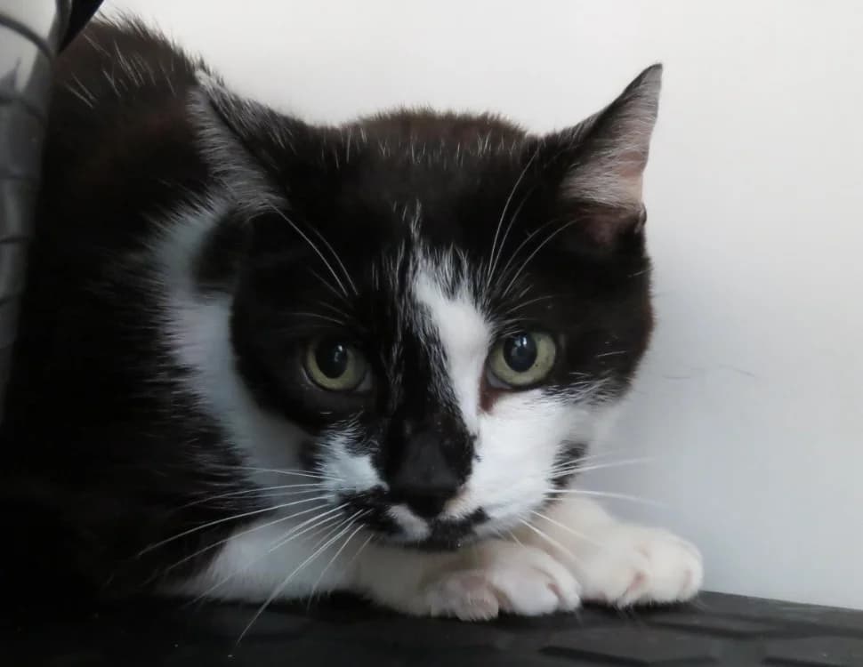 JEREMY, male 4yo Mixed Breed for adoption at SPA Chilleurs-aux-Bois, Chilleurs