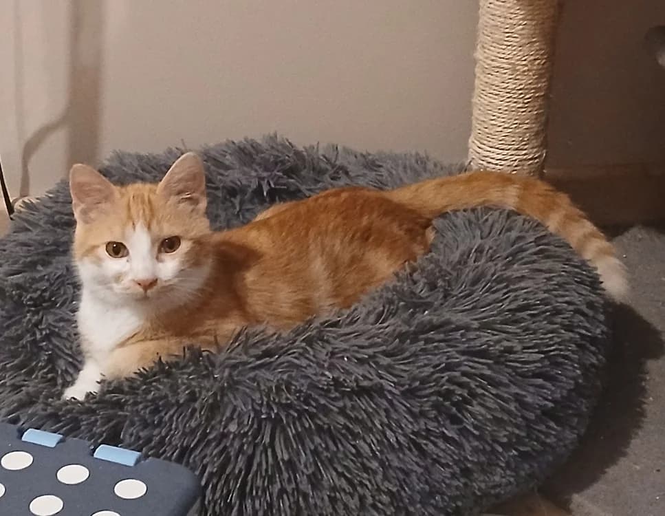 EGYPTE, male Mixed Breed for adoption at SPA Chilleurs-aux-Bois, Chilleurs