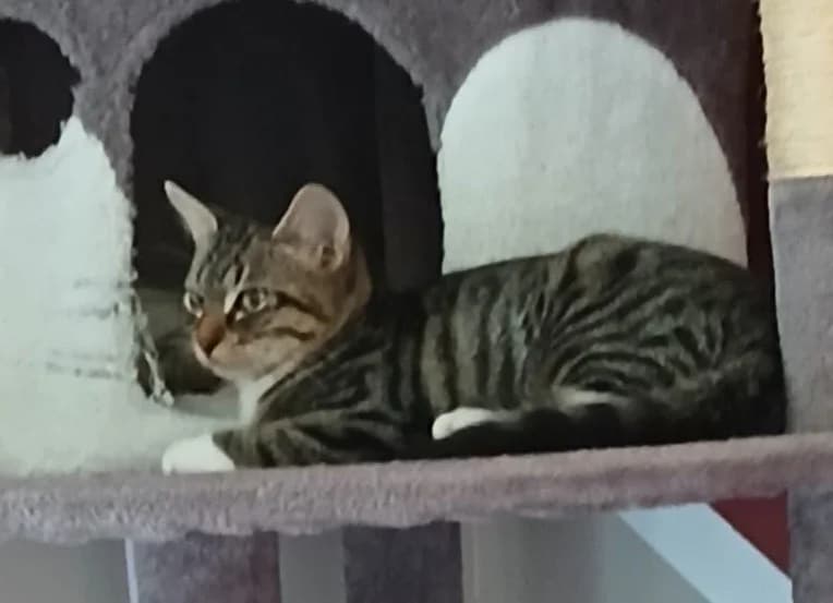 ETHIOPIE, male Mixed Breed for adoption at SPA Chilleurs-aux-Bois, Chilleurs