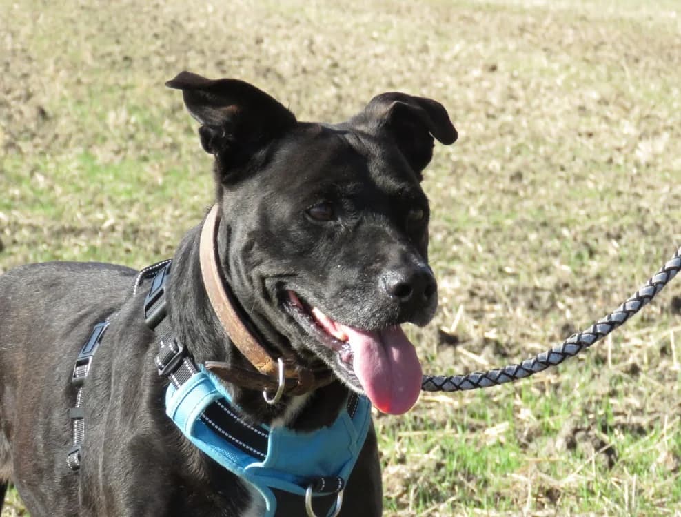 CANADA, female senior Mixed Breed for adoption at SPA Chilleurs-aux-Bois, Chilleurs