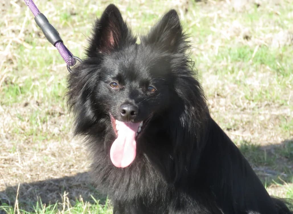 ALF, male young mixed breed for adoption at SPA Chilleurs-aux-Bois, Chilleurs