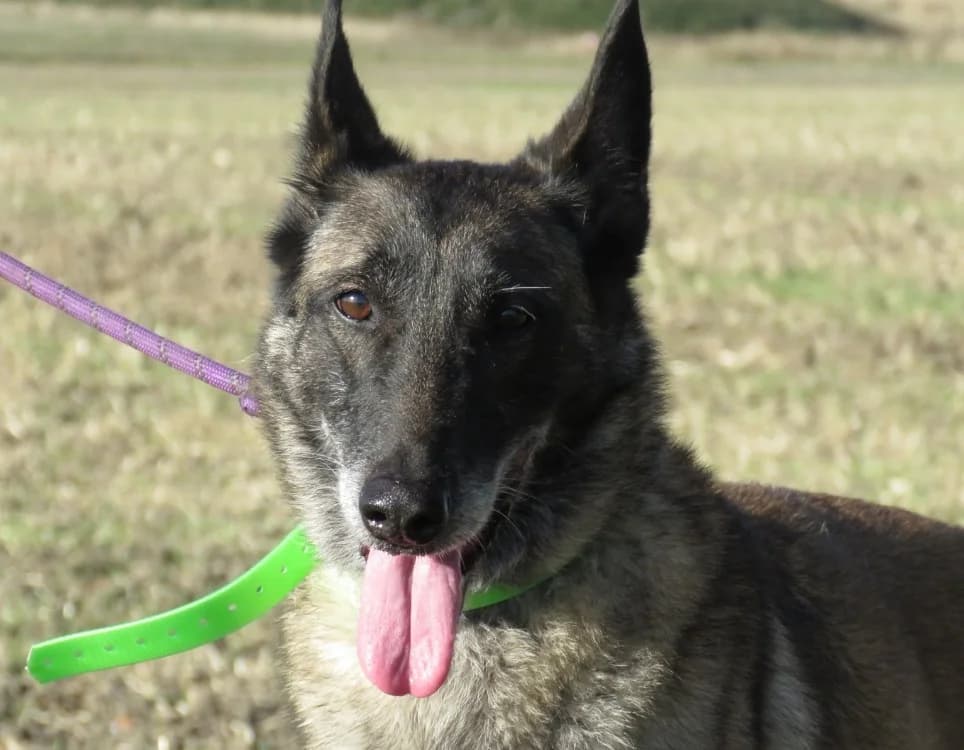 LOXANNE, female senior Belgian Malinois for adoption at SPA Chilleurs-aux-Bois, Chilleurs