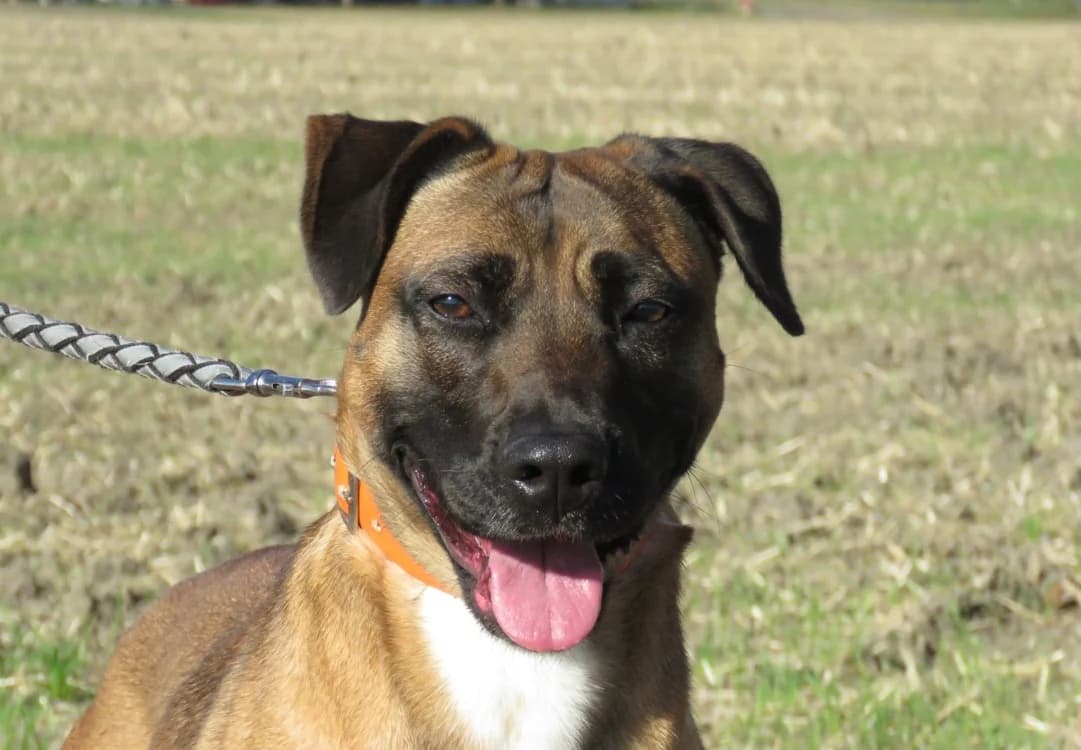 YUNA, female young Mixed Breed for adoption at SPA Chilleurs-aux-Bois, Chilleurs