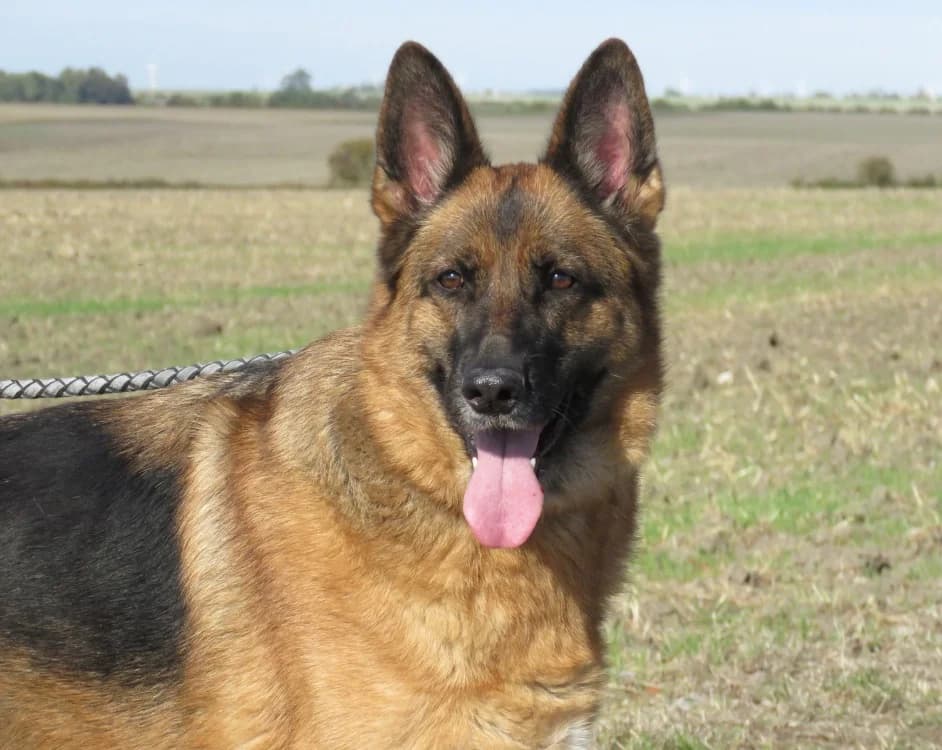 PERLE, female 6yo German Shepherd for adoption at SPA Chilleurs-aux-Bois, Chilleurs