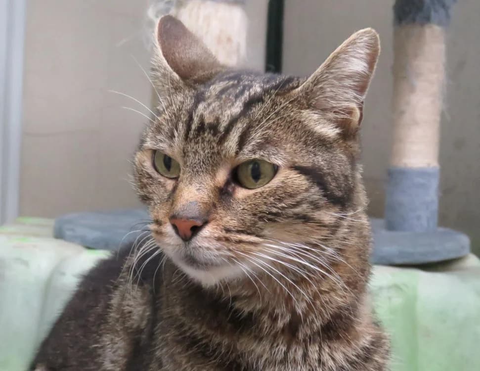 MUFFIN, male 6yo Mixed Breed for adoption at SPA Chilleurs-aux-Bois, Chilleurs