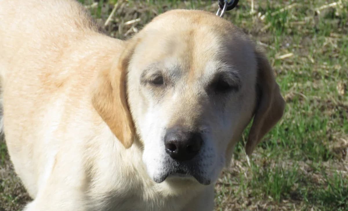 NOUCHKA, female senior Labrador Retriever for adoption at SPA Chilleurs-aux-Bois, Chilleurs