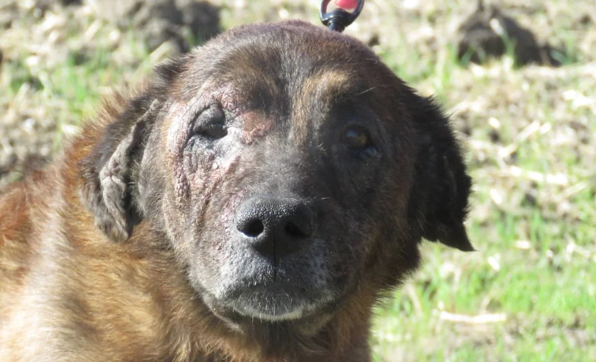 KENYA, female senior Mixed Breed for adoption at SPA Chilleurs-aux-Bois, Chilleurs