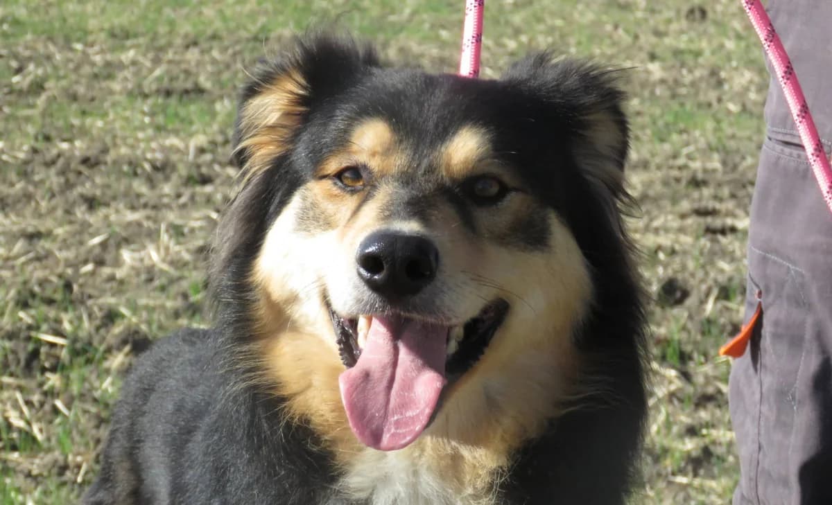SKY, male 3yo mixed breed for adoption at SPA Chilleurs-aux-Bois, Chilleurs