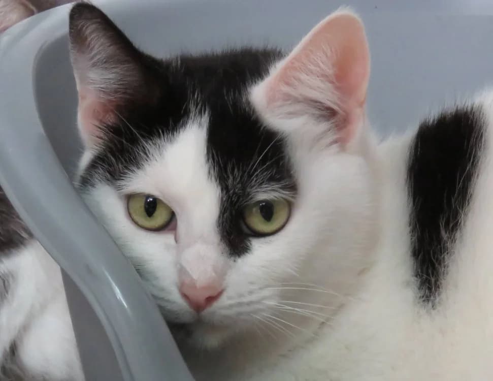 SELENE, female 5yo Mixed Breed for adoption at SPA Chilleurs-aux-Bois, Chilleurs