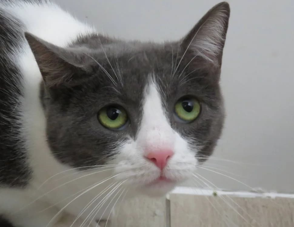 HERA, female Mixed Breed for adoption at SPA Chilleurs-aux-Bois, Chilleurs