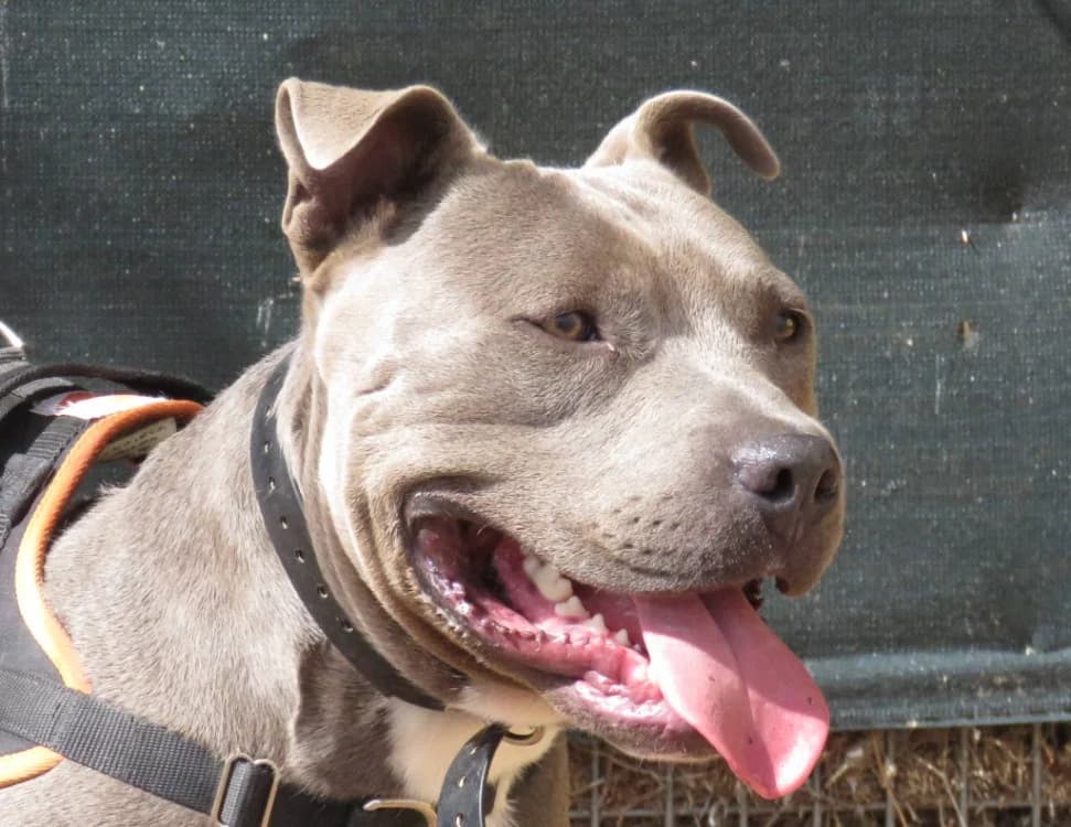 BING, male young mixed breed for adoption at SPA Chilleurs-aux-Bois, Chilleurs