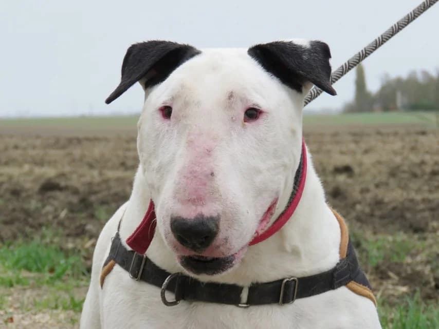 LORD, male senior Bull Terrier for adoption at SPA Chilleurs-aux-Bois, Chilleurs