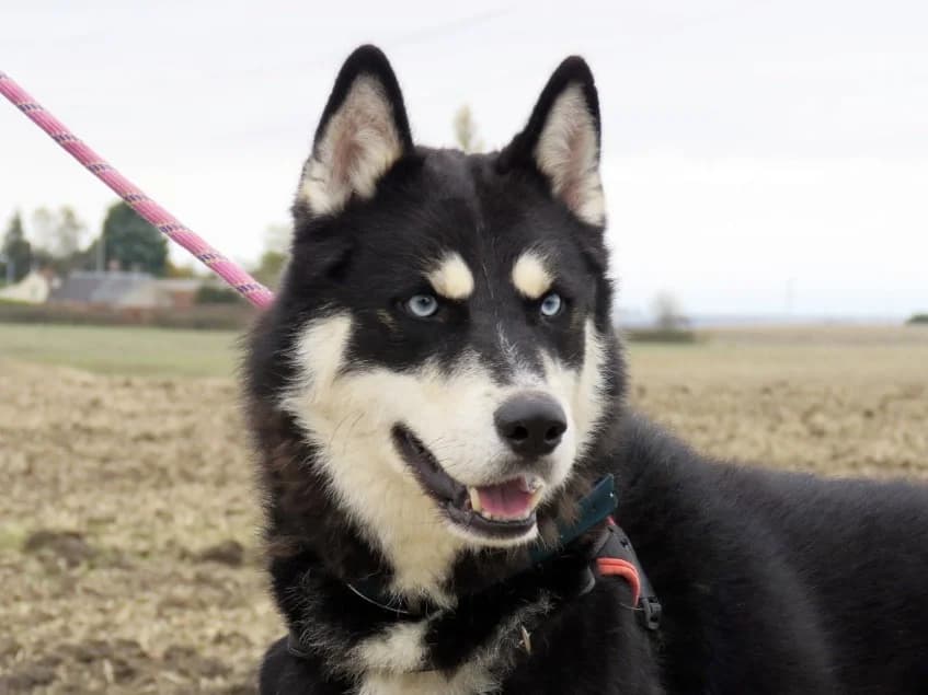VEGAS, male young Husky for adoption at SPA Chilleurs-aux-Bois, Chilleurs