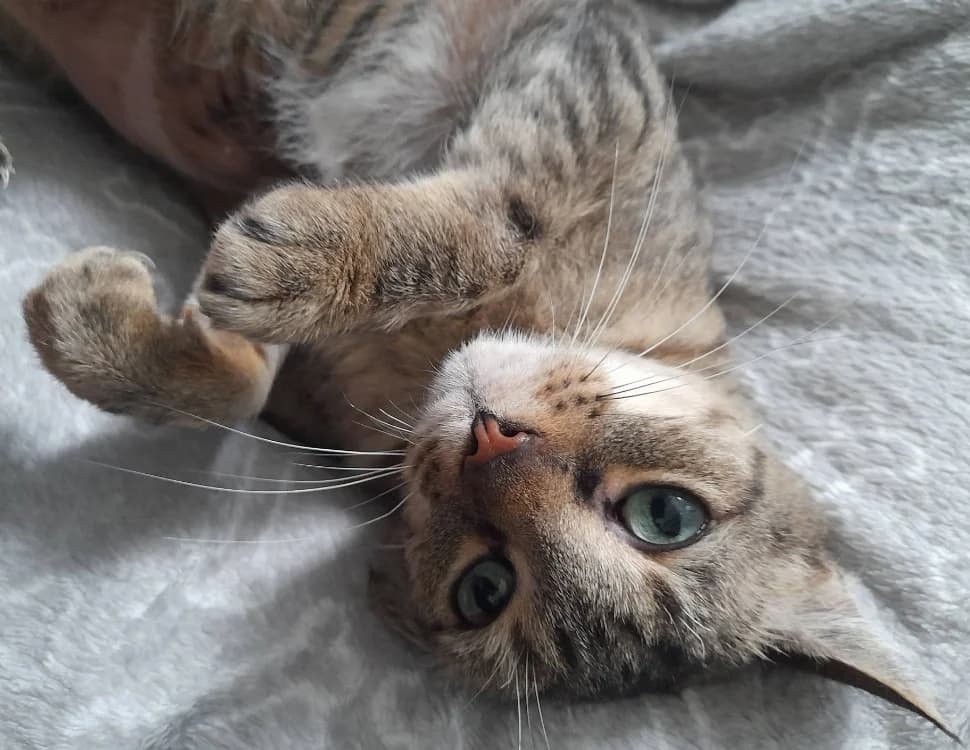 TIMY, female 6yo Mixed Breed for adoption at SPA Chilleurs-aux-Bois, Chilleurs