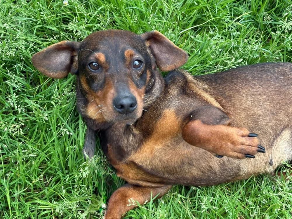 PEPITE, female 7yo Dachshund for adoption at SPA Cholet, Cholet
