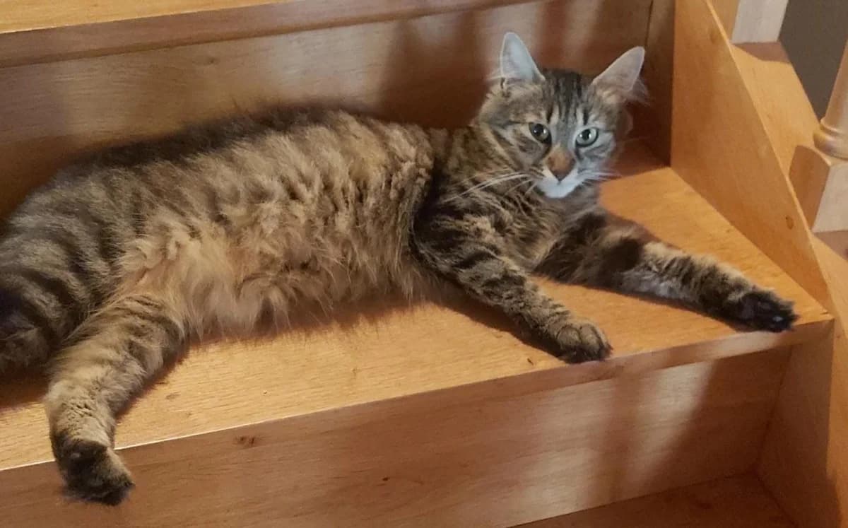 TARA, female young Mixed Breed for adoption at SPA Cholet, Cholet