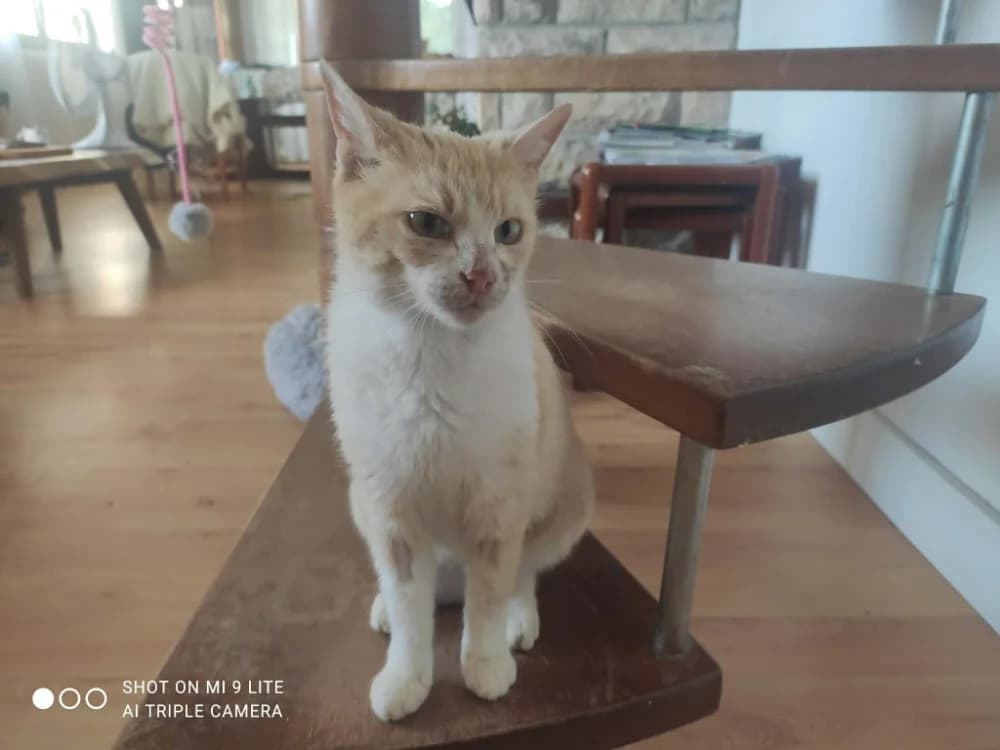 MIEL, female 4yo mixed breed for adoption at SPA Cholet, Cholet