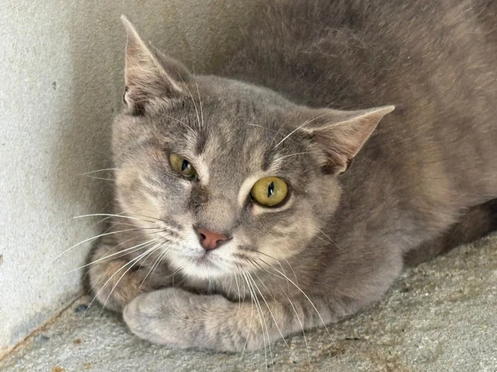 GALET, female young Mixed Breed for adoption at SPA Cholet, Cholet