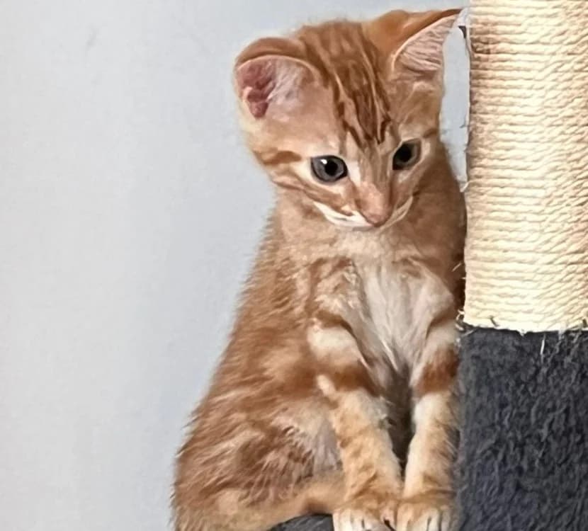 VANILLE, male puppy mixed breed for adoption at SPA Cholet, Cholet