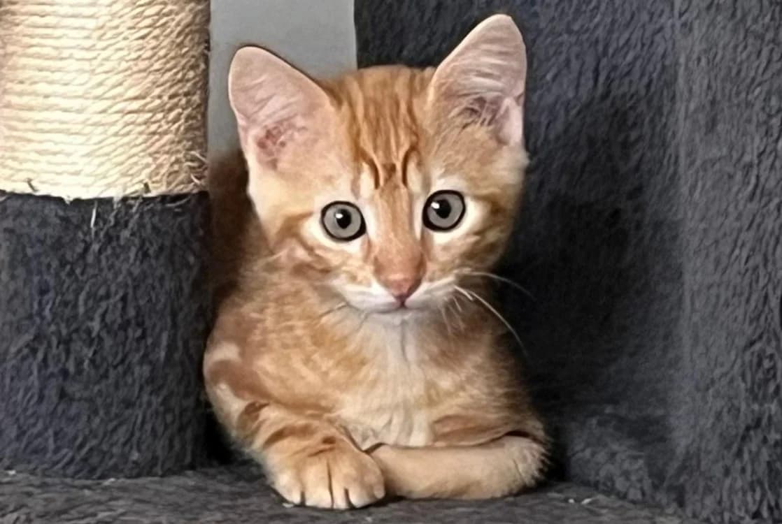 NASHO, male Mixed Breed for adoption at SPA Cholet, Cholet