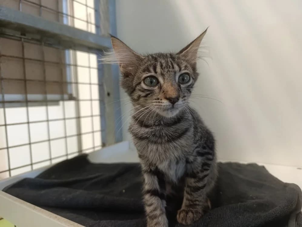 PATOUNETTE, female Mixed Breed for adoption at SPA Cholet, Cholet